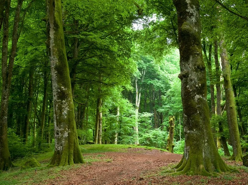 Faggeta del Monte Baldo - sentieri silenziosi nel bosco